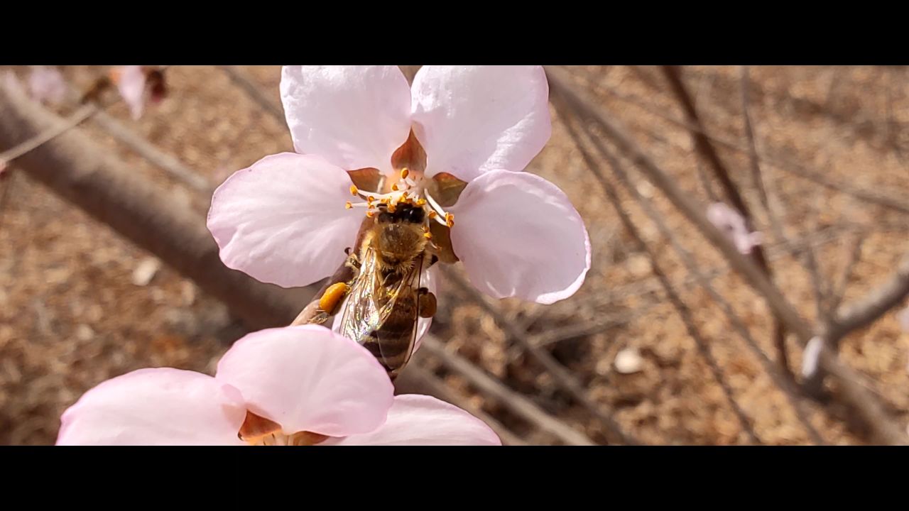 蜜蜂采蜜