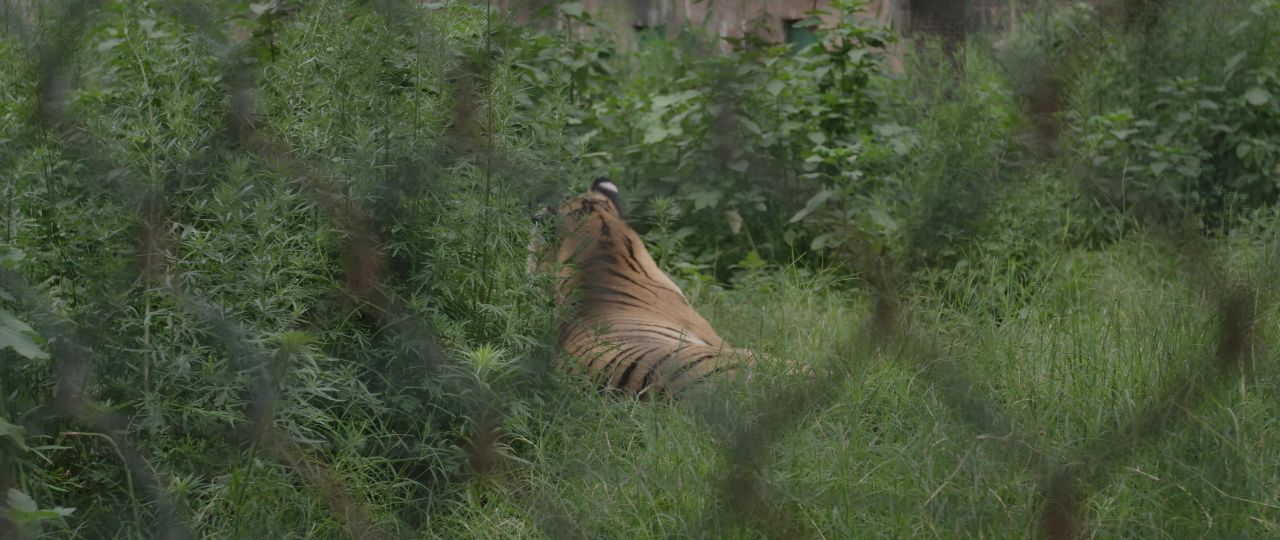 老虎