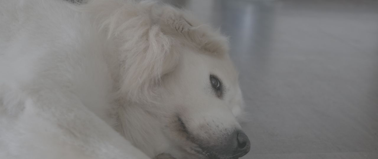 狗狗休息