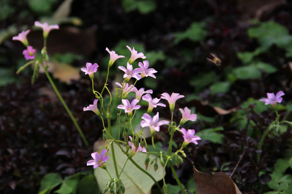 小野花酢浆草