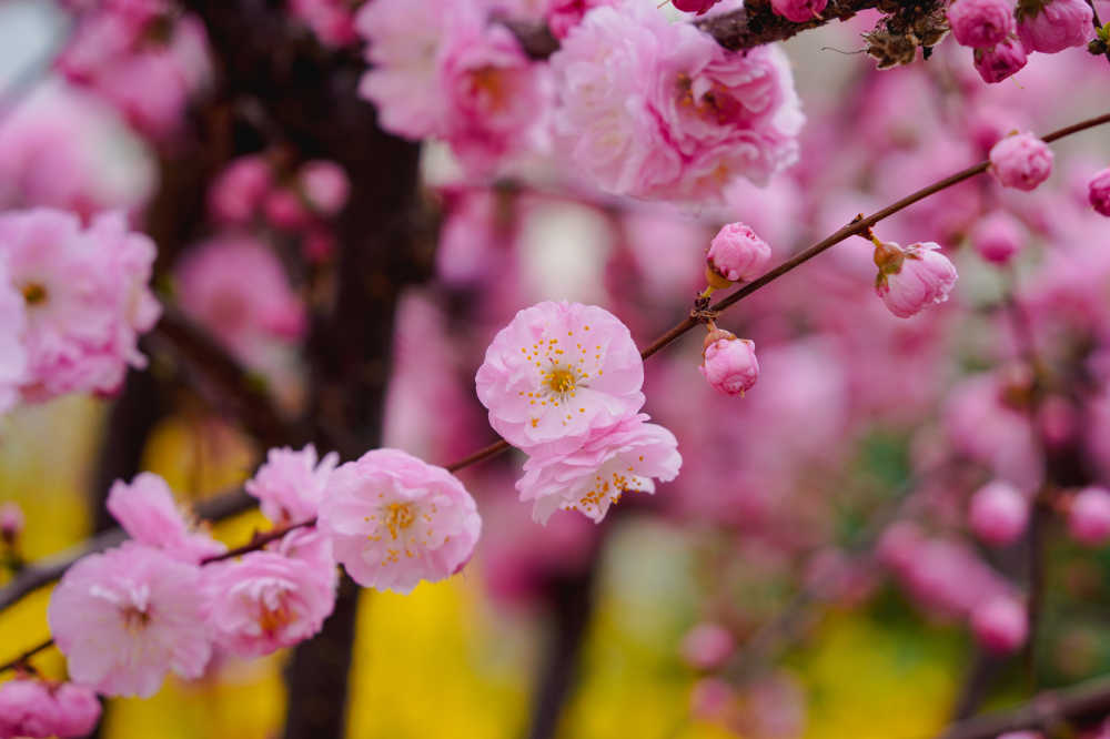 樱花绽放