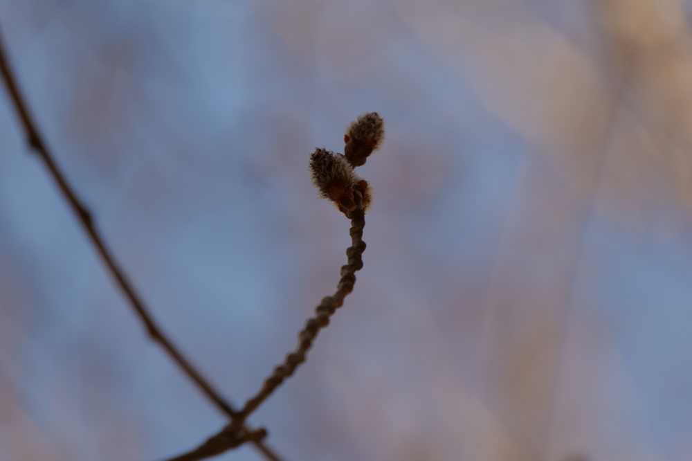 杨树花絮