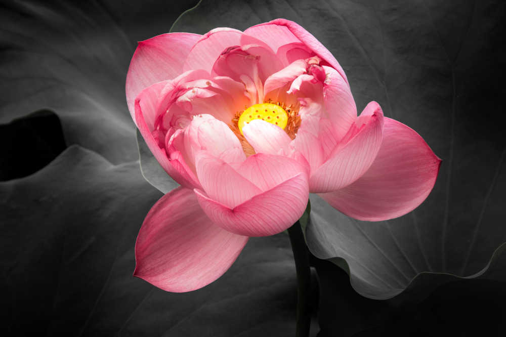 荷花特写