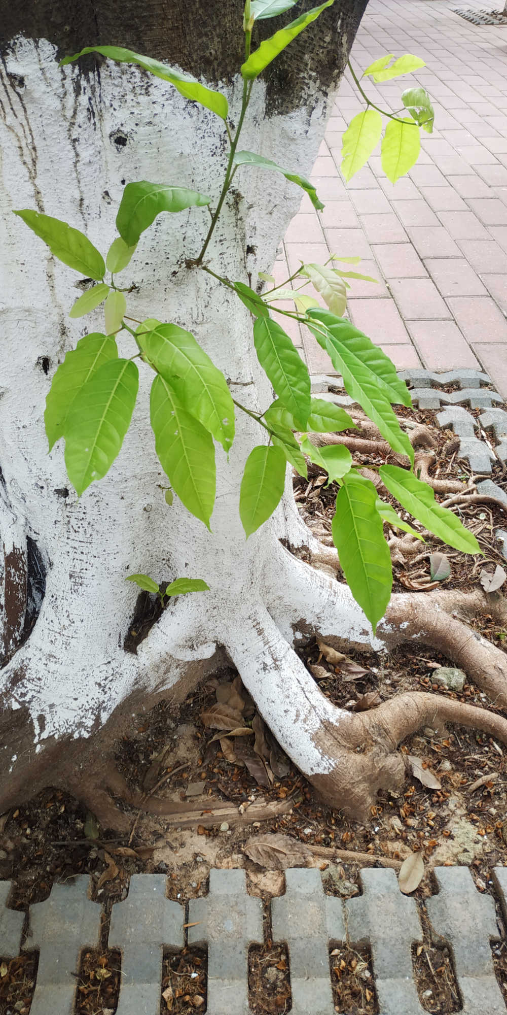 绿黄葛树基部
