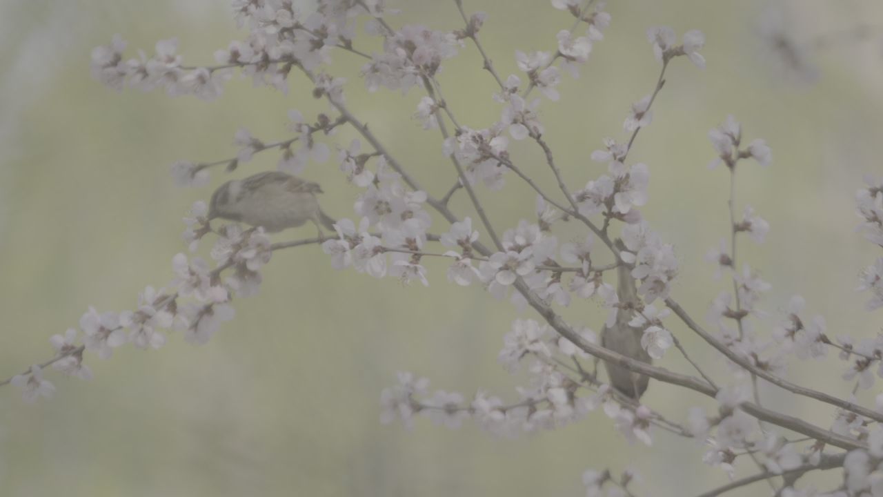 鸟语花香