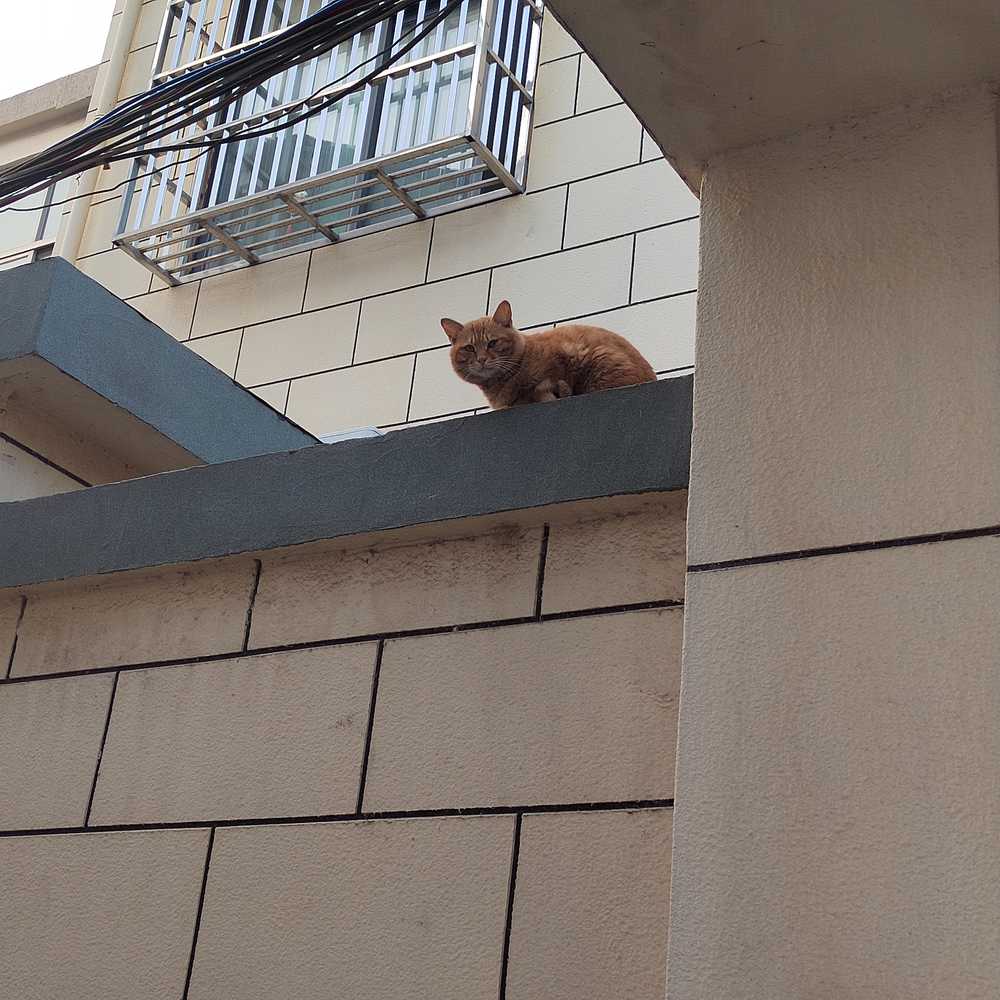好奇的猫