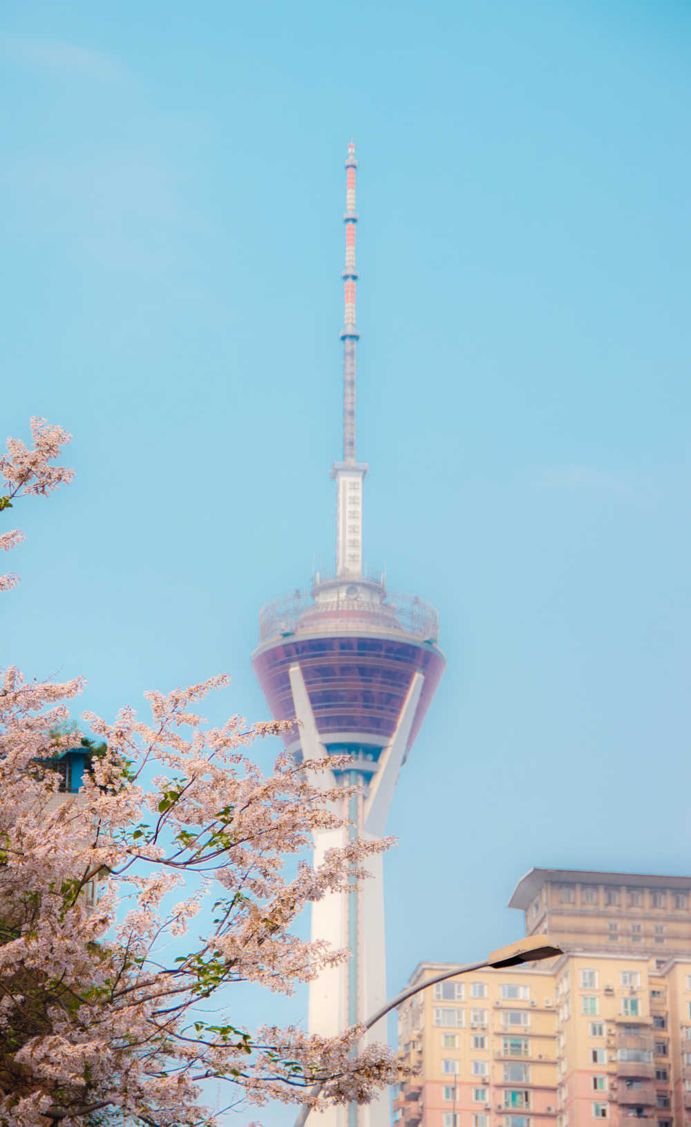 樱花