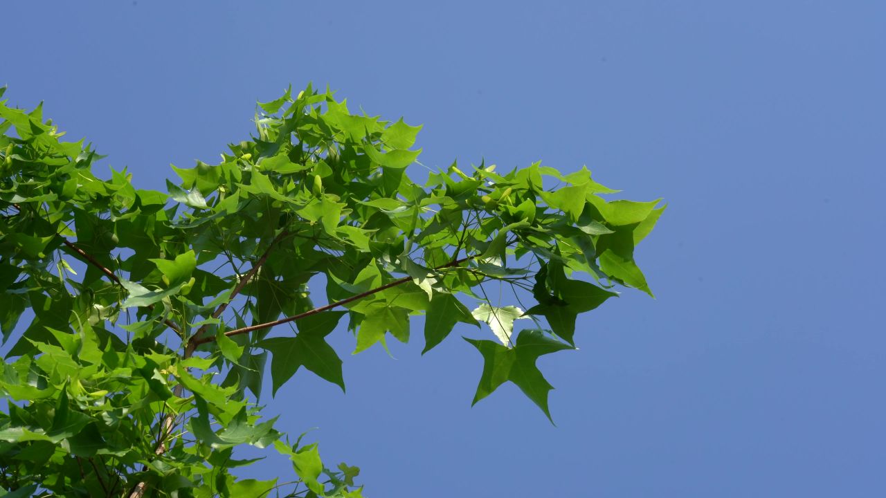 夏日炎炎
