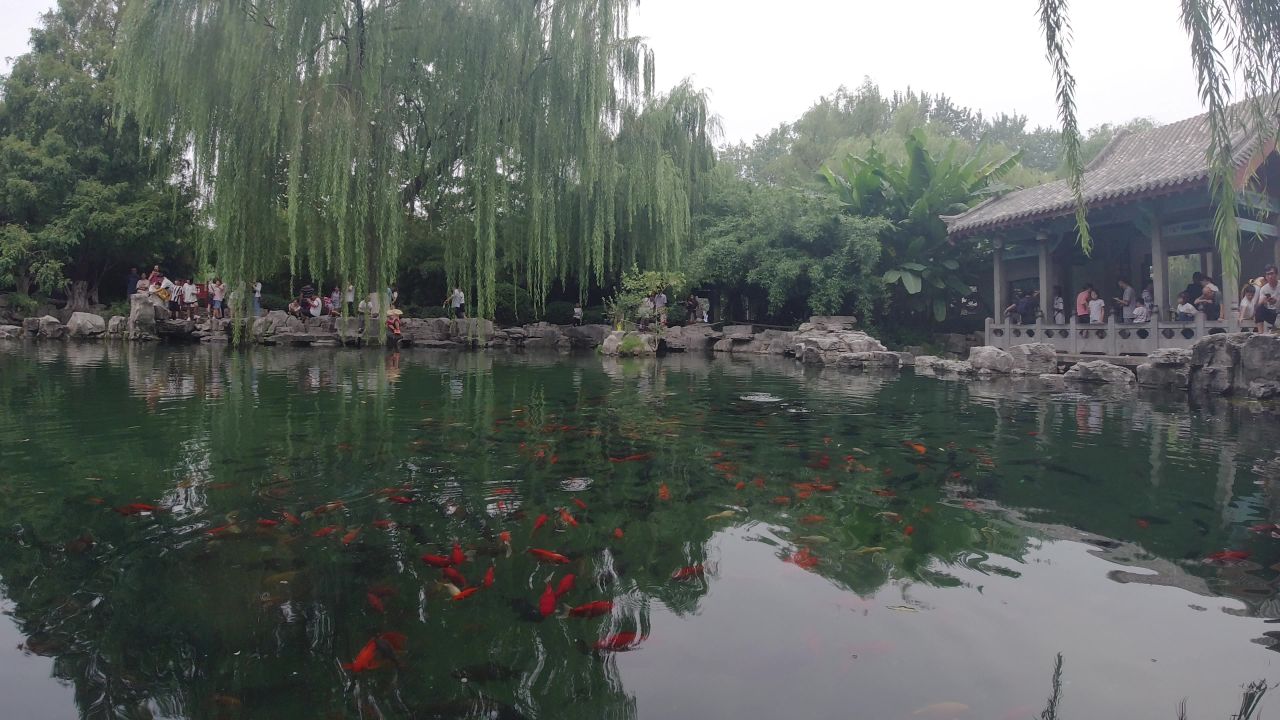 下水拍鱼