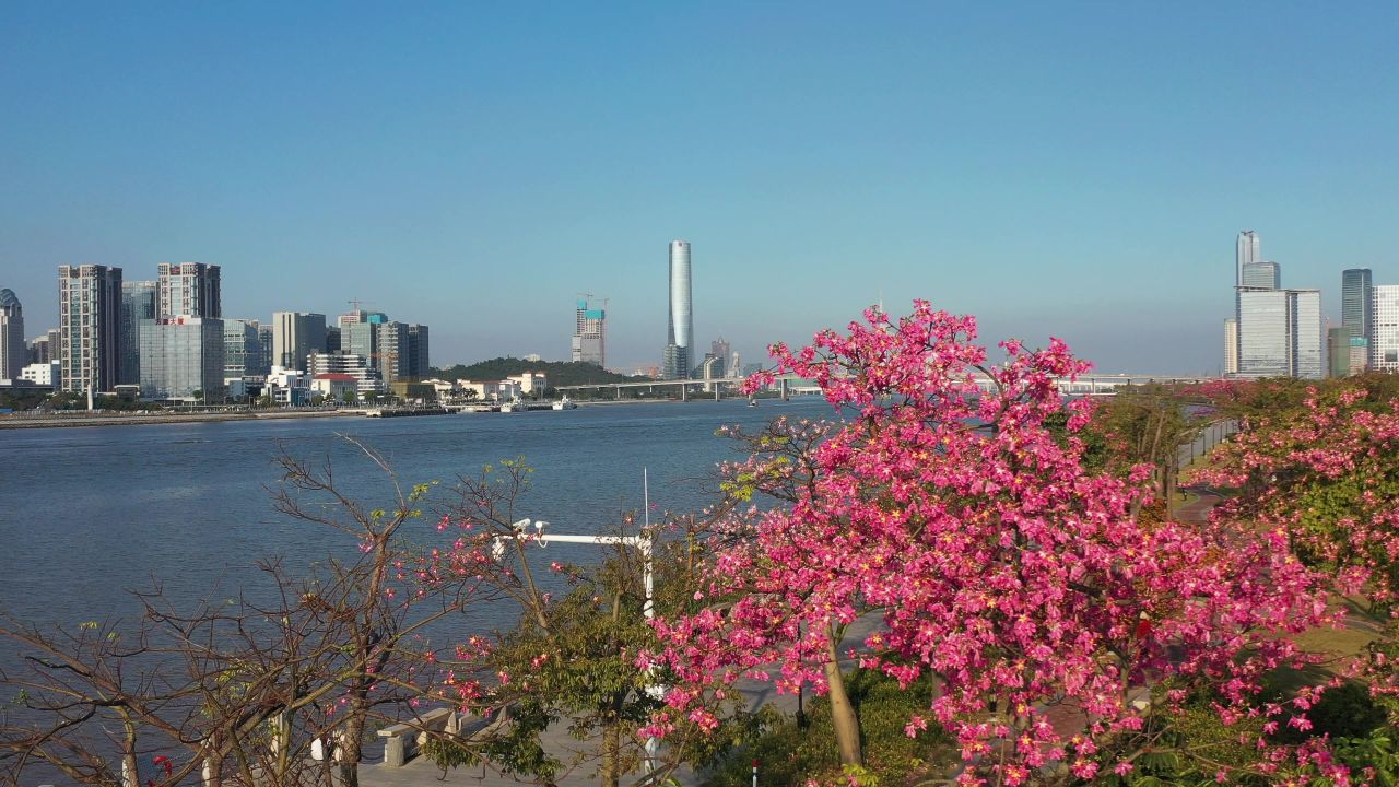 横琴花海长廊 12
