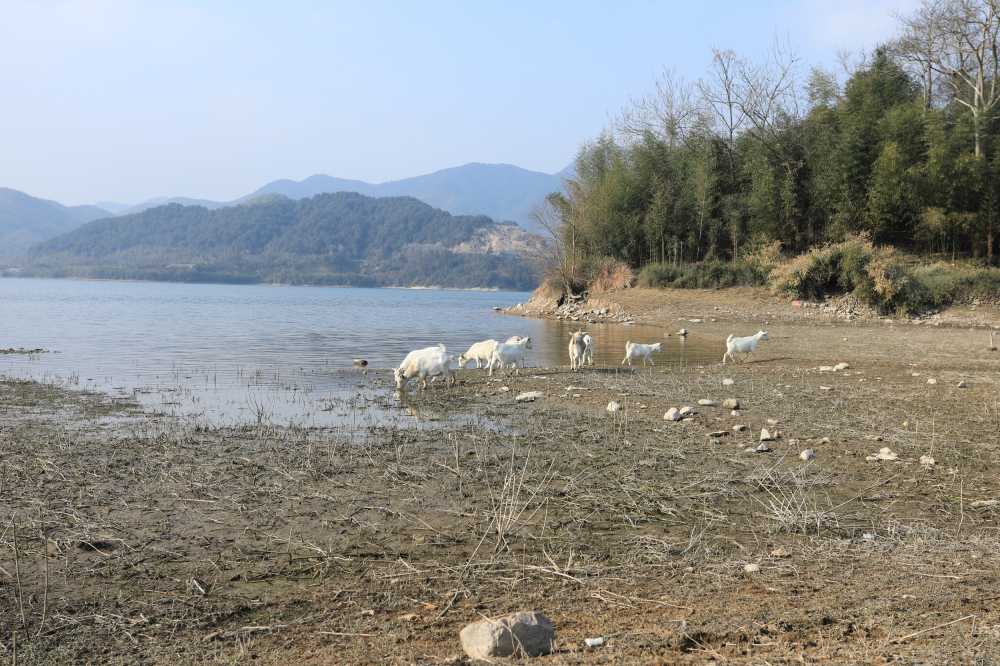 山羊喝水