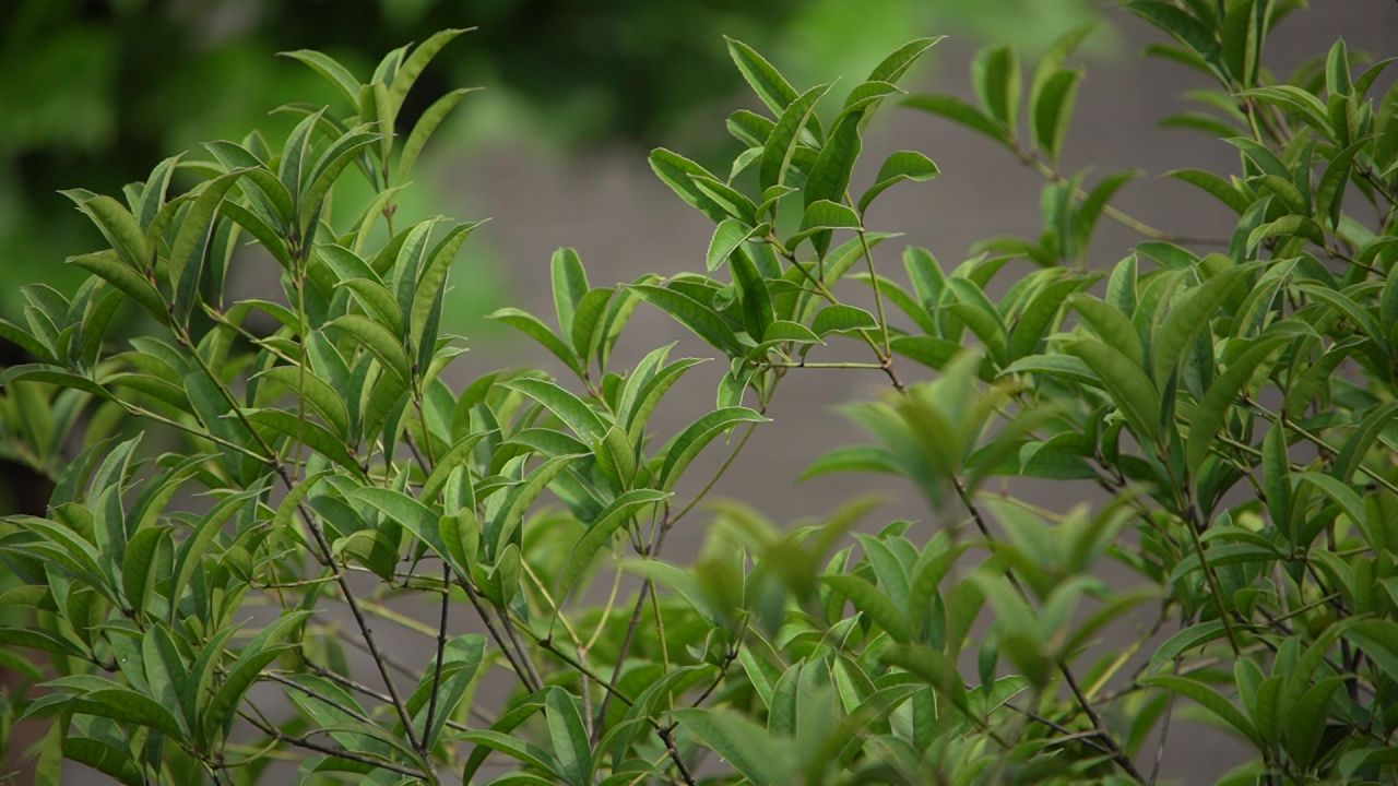 新绿的树叶2