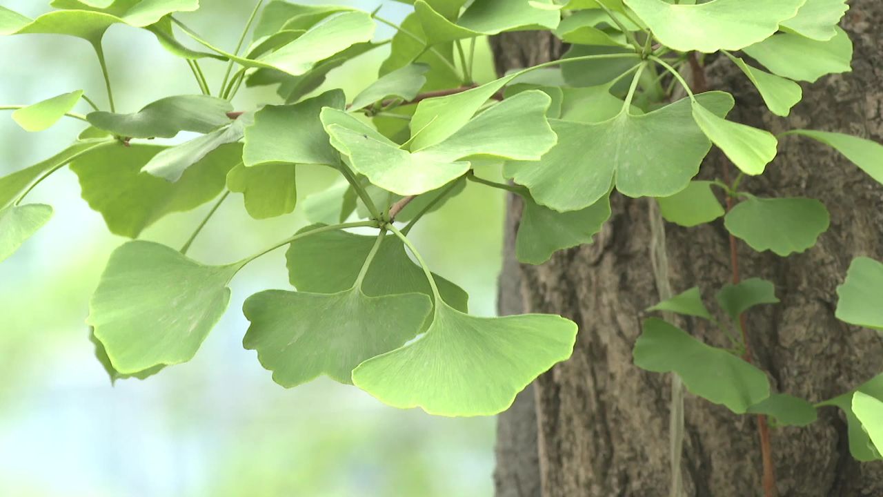 绿色银杏树叶近景 树干背景