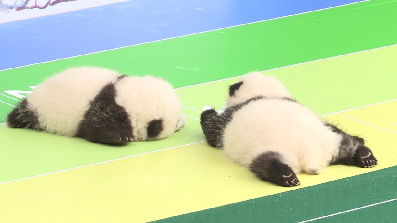 大熊猫宝宝亮相