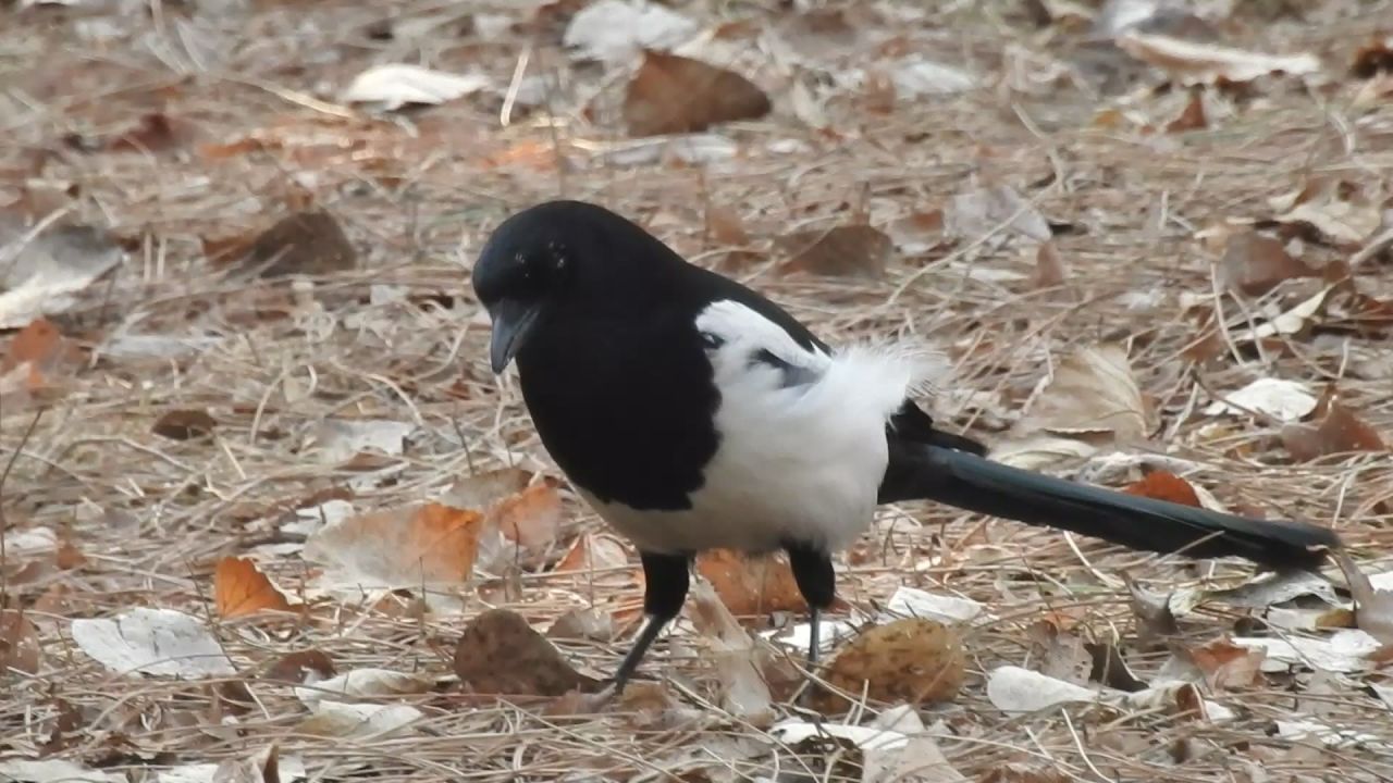 喜鹊