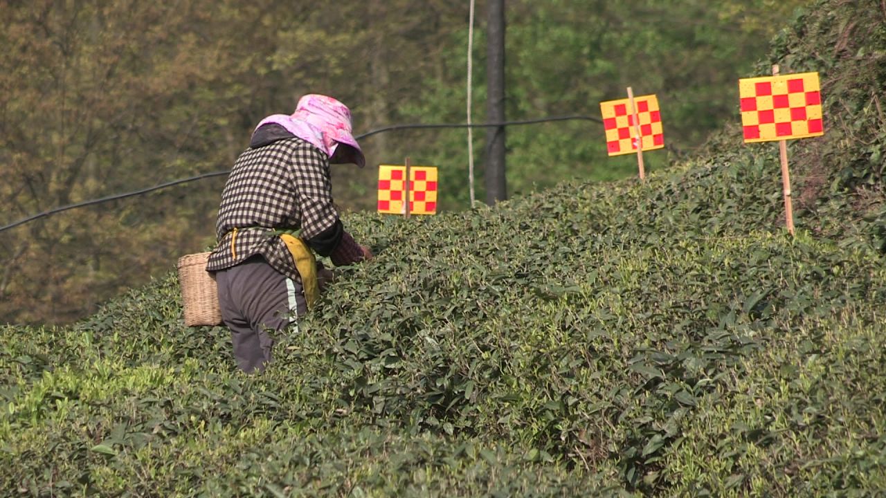 艳阳天下采茶叶