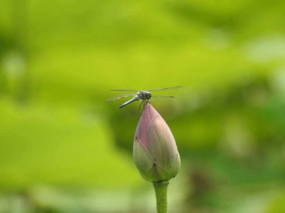蜻蜓