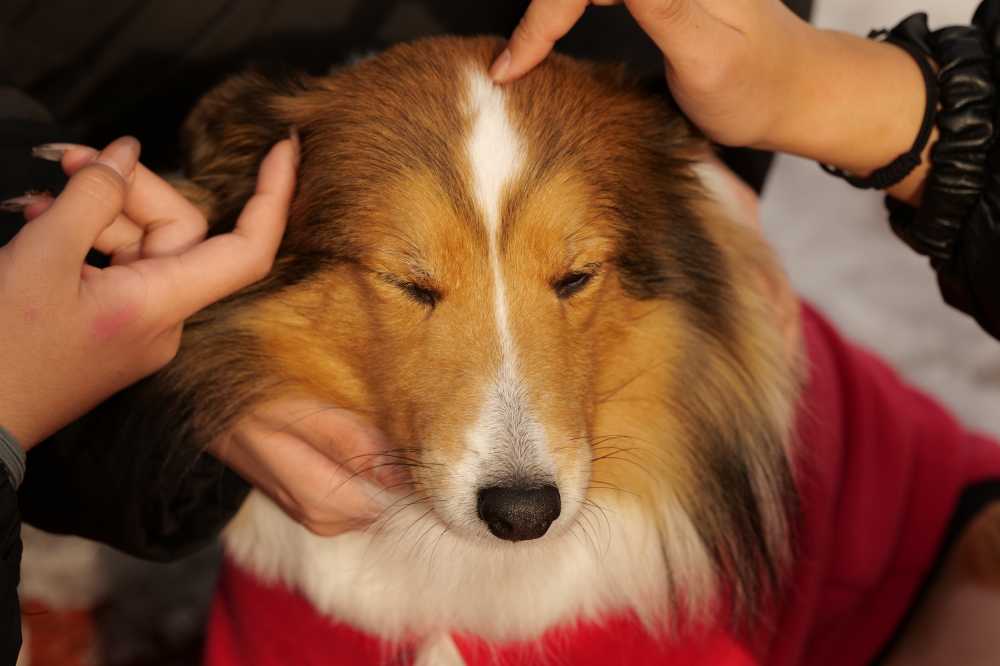 撸狗
