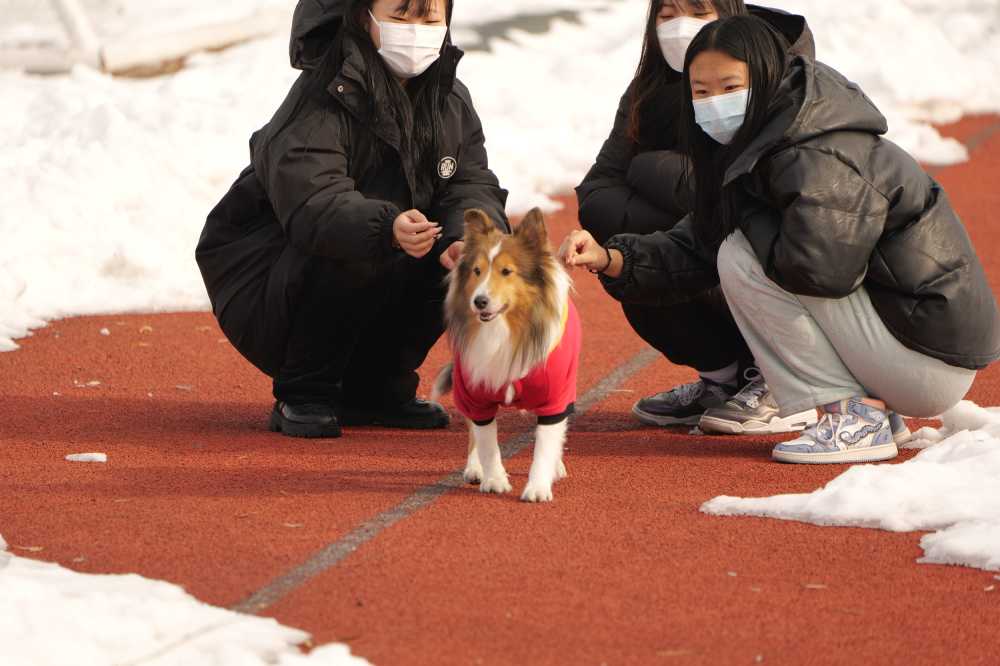 撸狗
