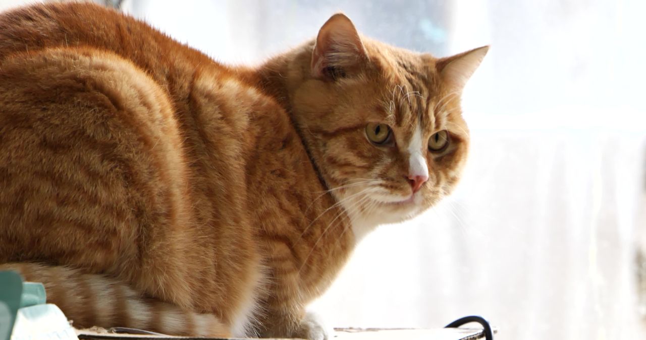橘猫