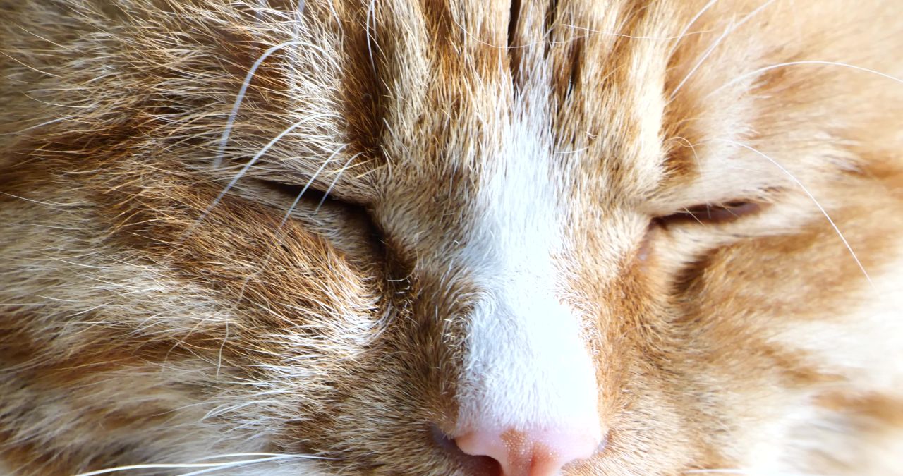 橘猫