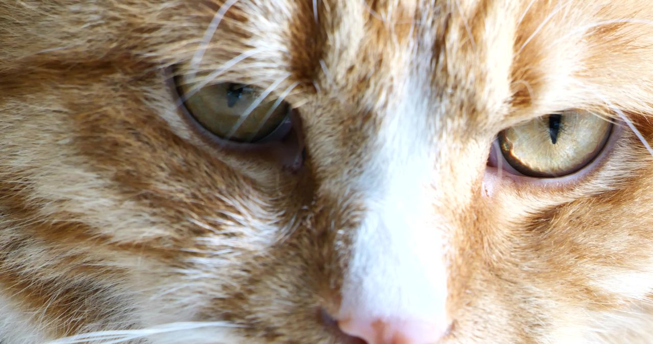 橘猫