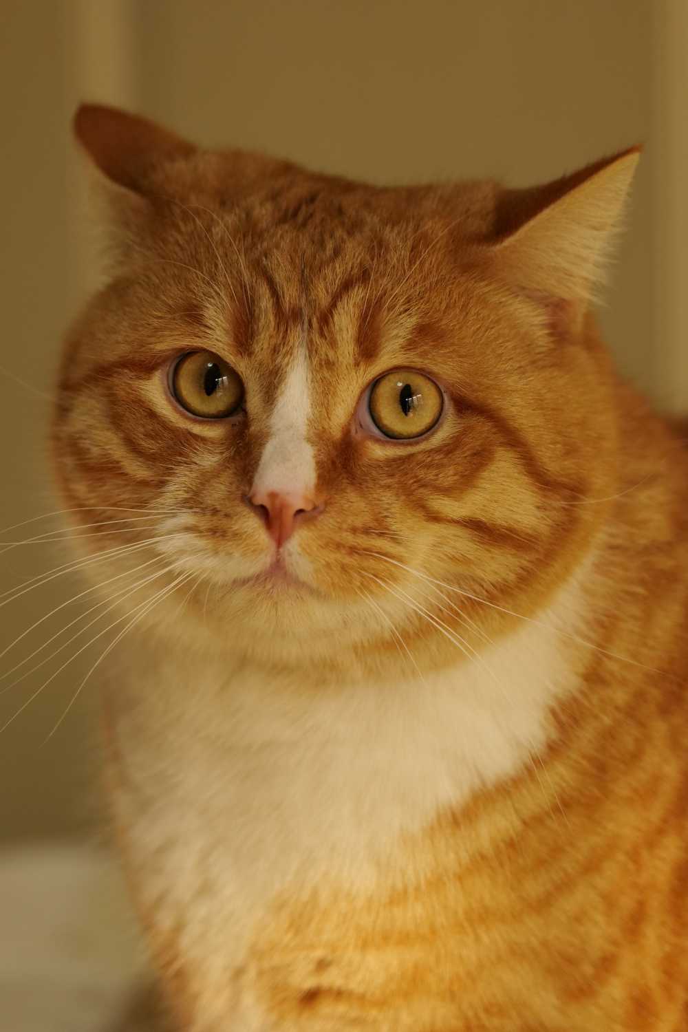 橘猫