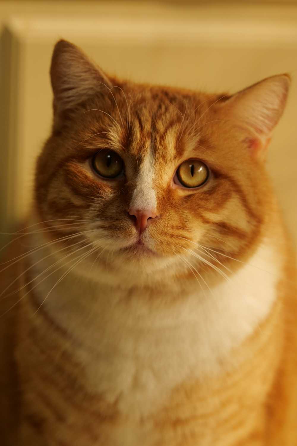 橘猫