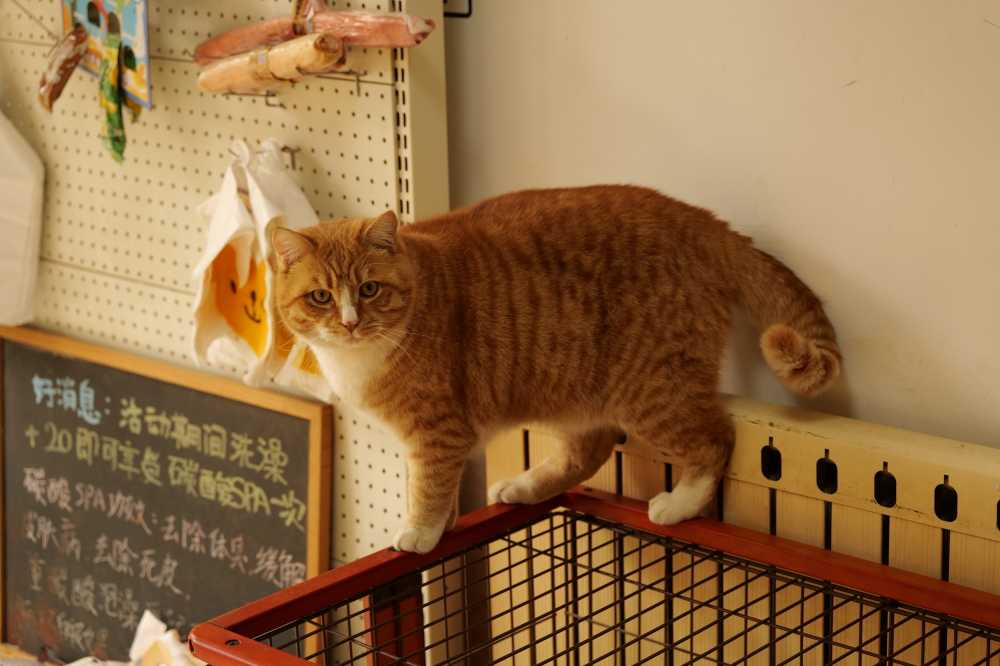 橘猫
