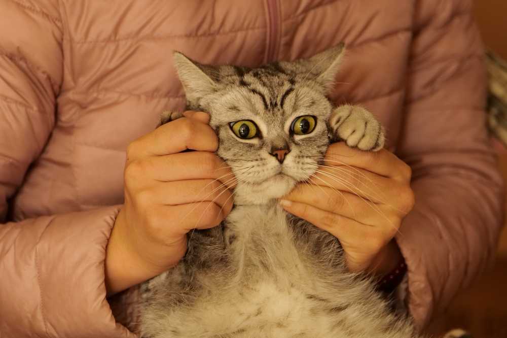美短