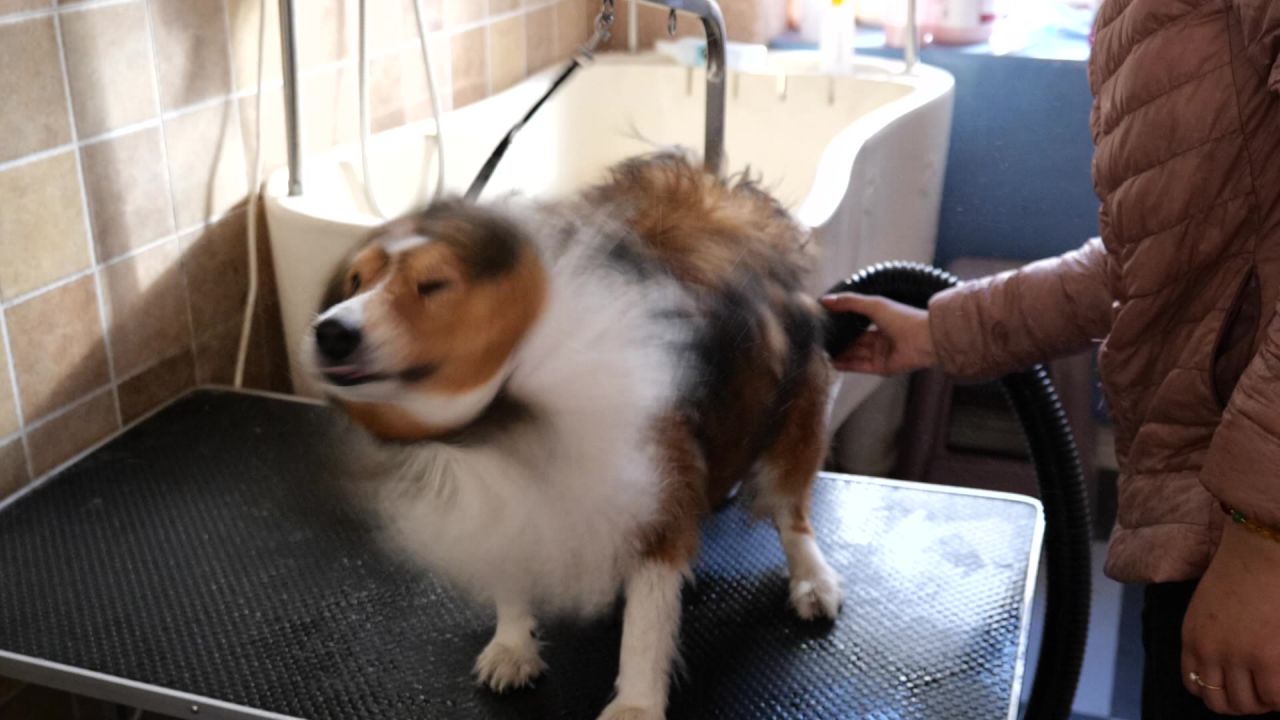 狗狗宠物店洗澡