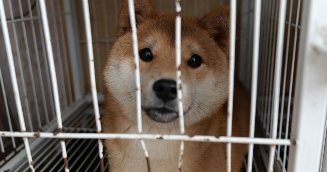 宠物店