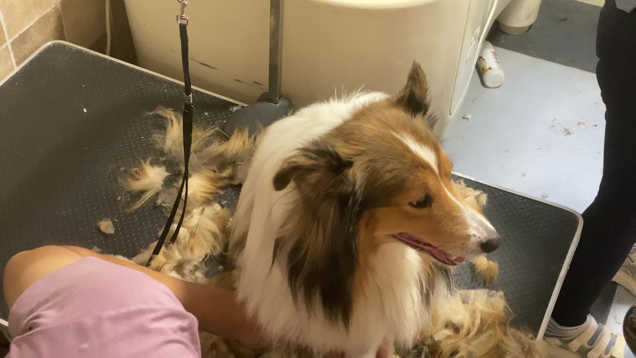 宠物店小狗剃毛