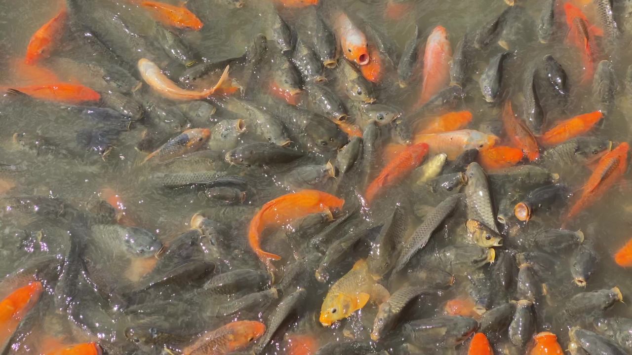 鱼池 