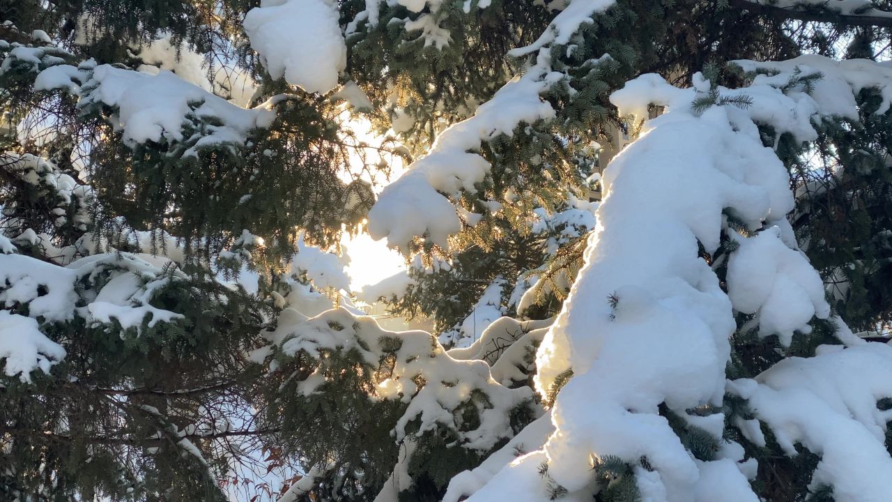 雪松