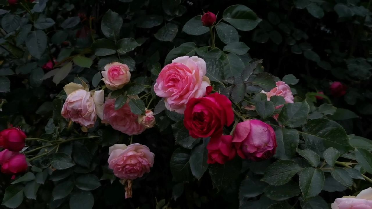 情绪低落雨水花