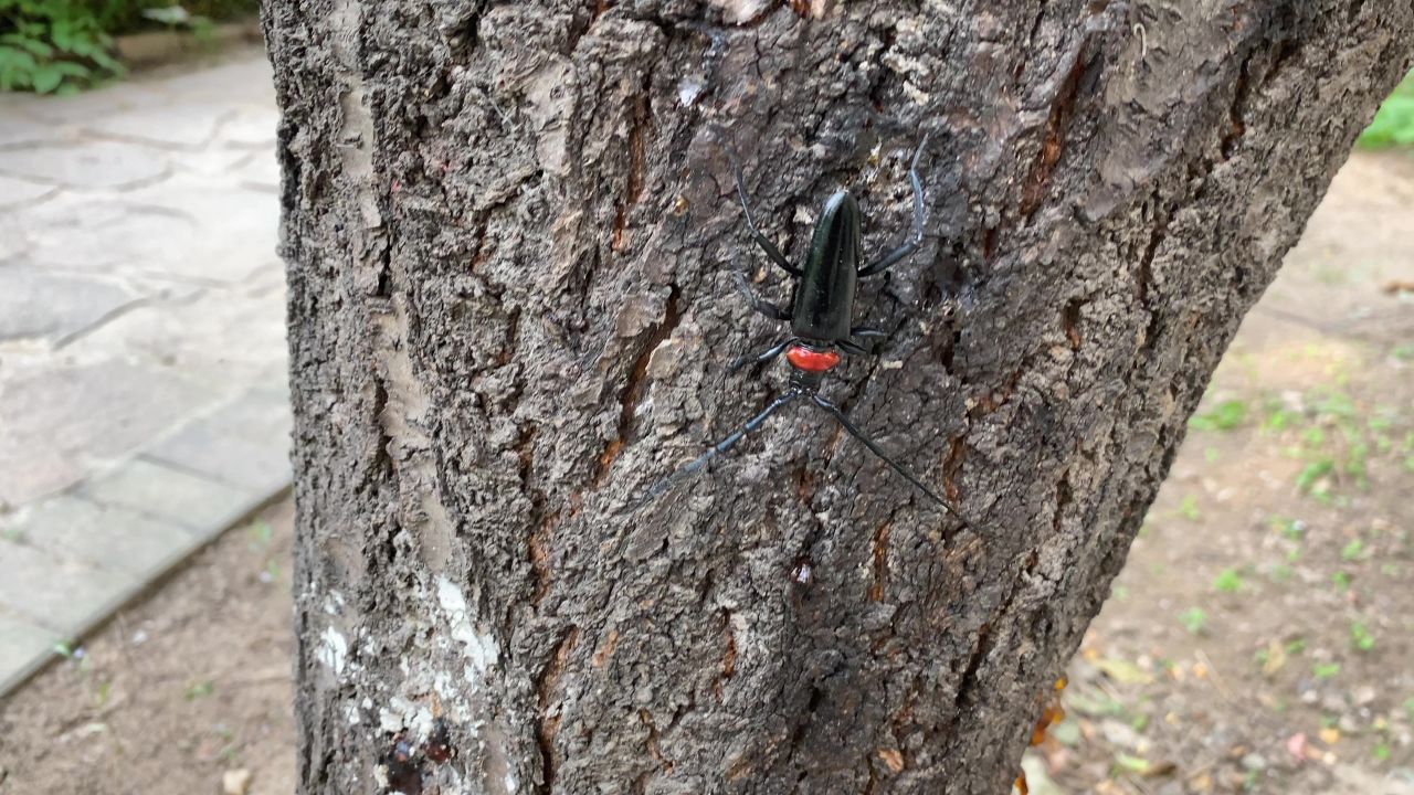 桃红颈天牛