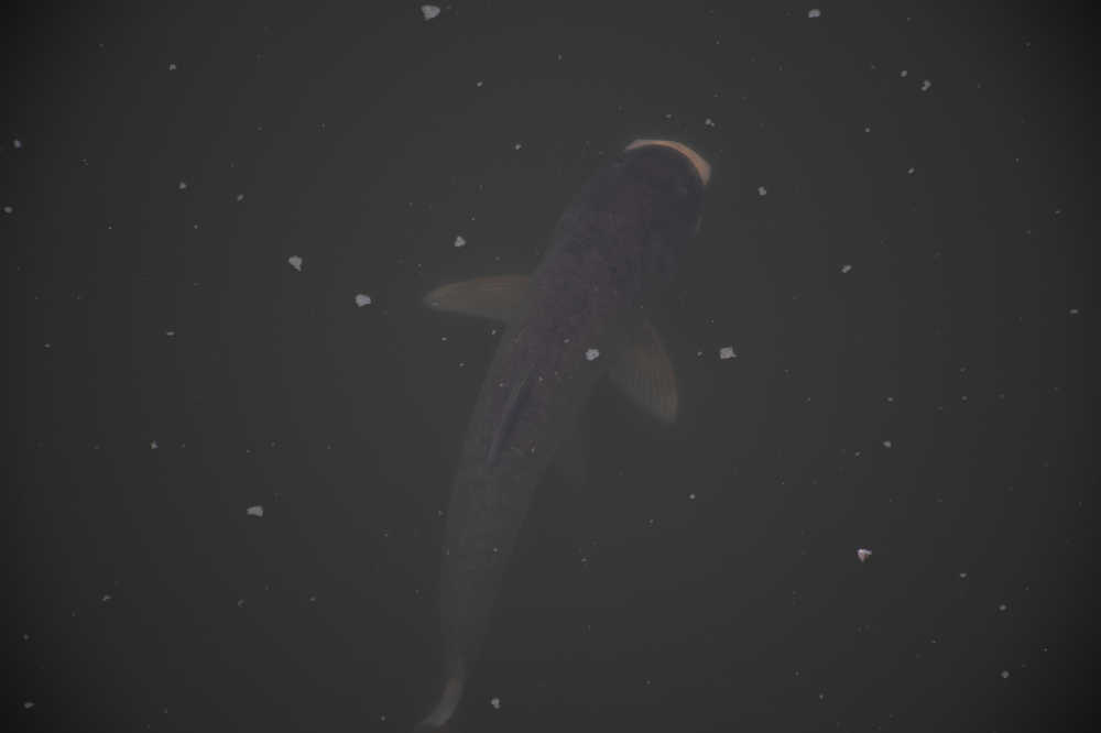 动物