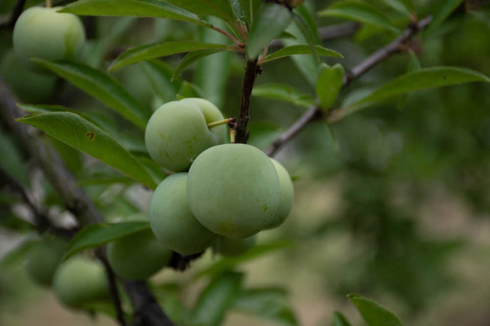 李子