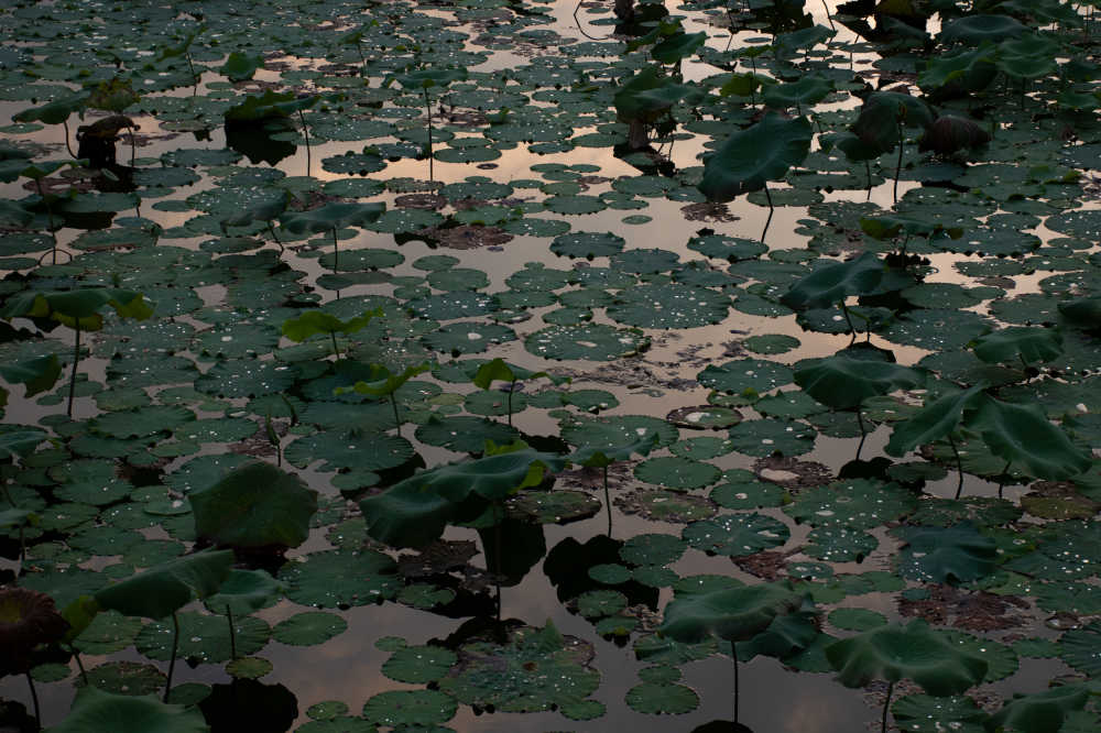 荷花池