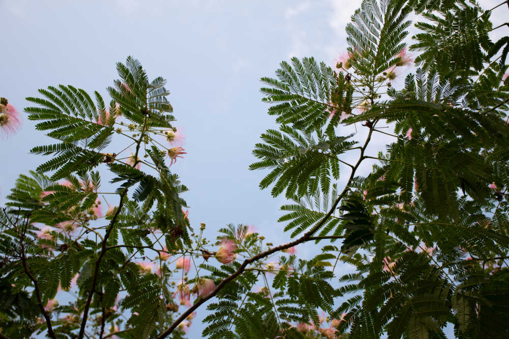 植物 74