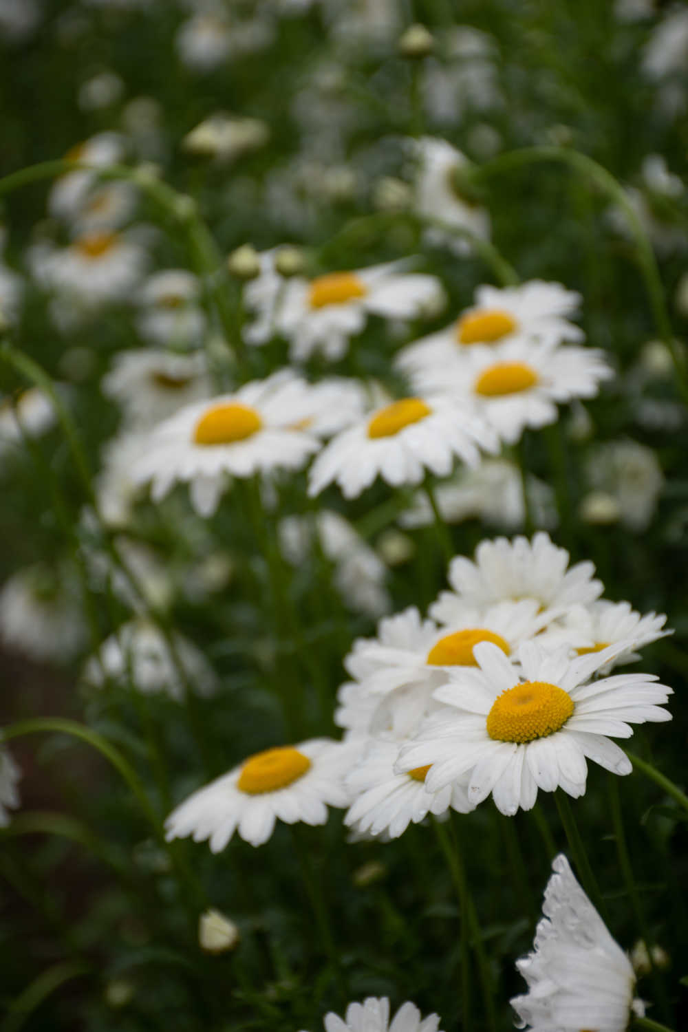 白菊
