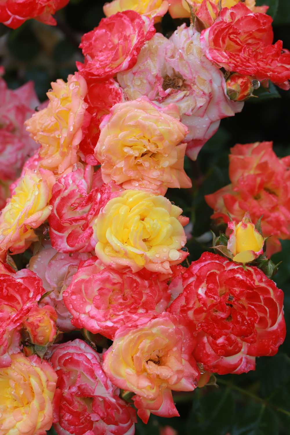蔷薇花