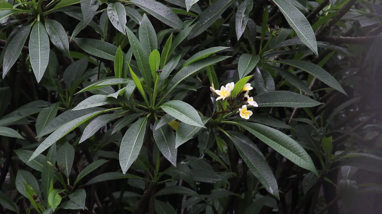 春雨中的鸡蛋花树