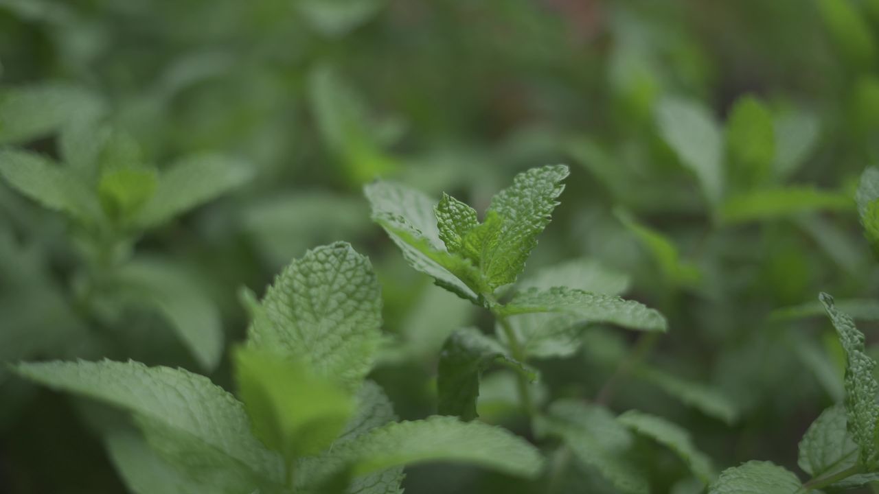 薄荷特写