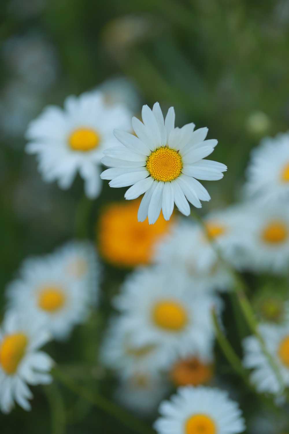 雏菊