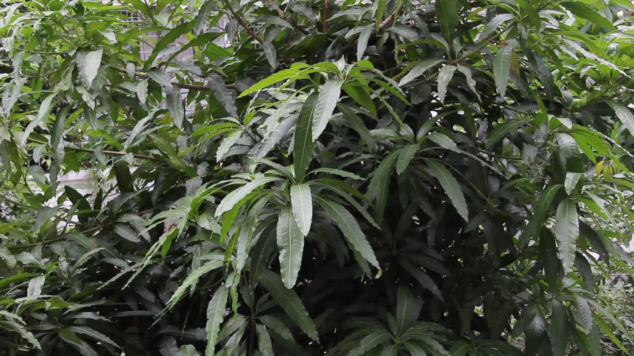 微风中的芒果树