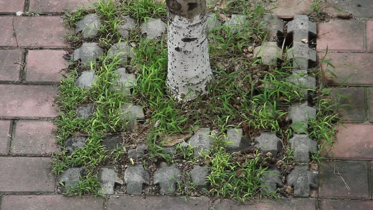 微风中的小草