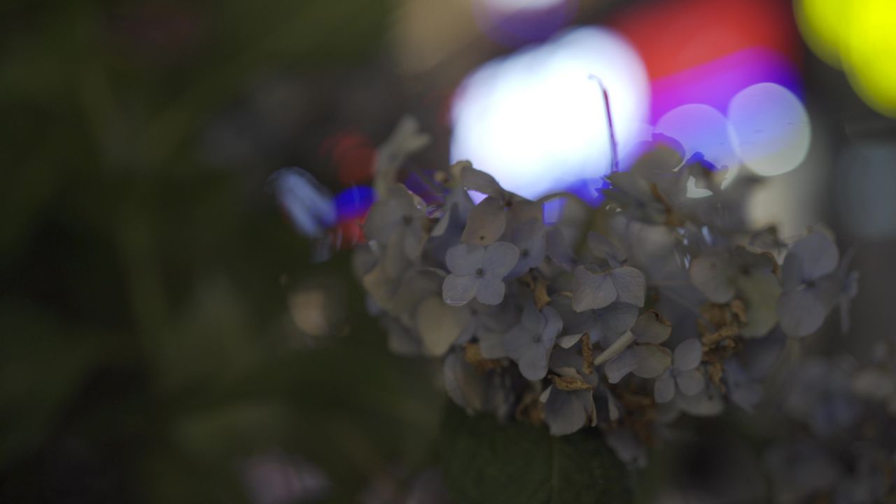 白花特写