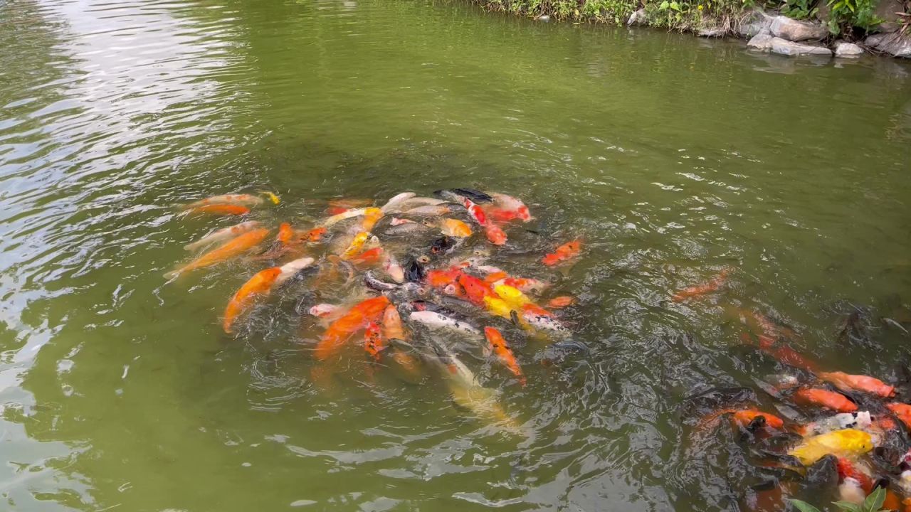 鱼抢吃的